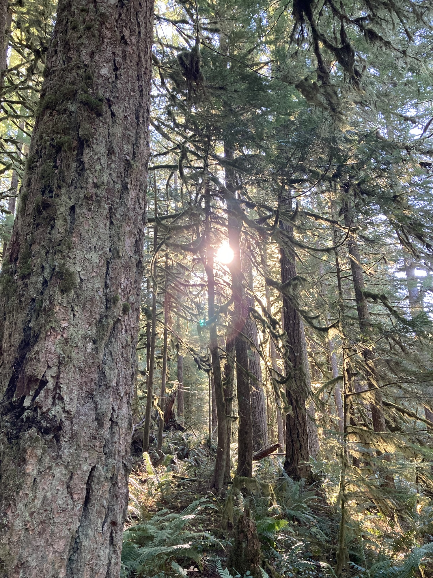 Protect Roadless Rules and Public Lands